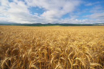 Meadow of wheat.
