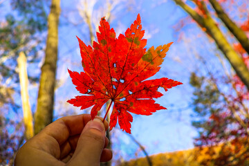 Maple leaf. Autumn background. Outdoor recreation.