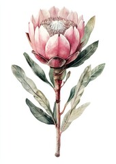 flower illustration in vintage style art, isolated on white background