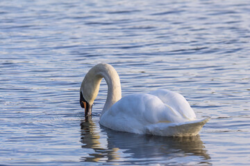 A swan is swimming in a lake