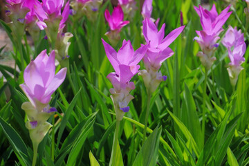 siam tulip flower in garden