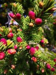 Close-up of vibrant red pine cones on a lush green pine tree branch