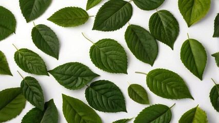 Collection of green leaves on white background
