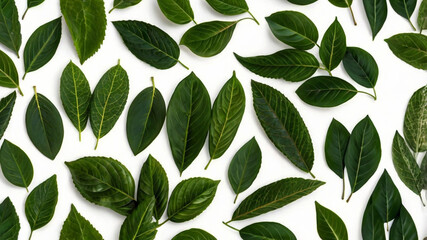 Collection of green leaves on white background
