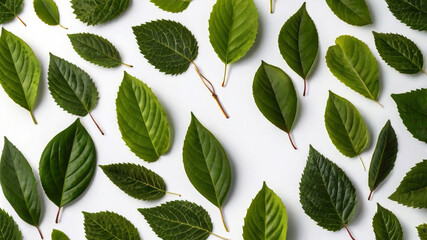 Collection of green leaves on white background