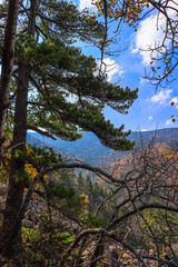 Maple leaf. Autumn background. Outdoor recreation.