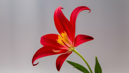 Obraz premium Red flower transparent background, red flower, flower