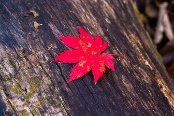 Obraz premium Autumn leaves. Autumn background. September. Cold snap.