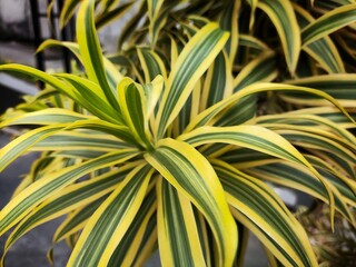 Golden suji or Pleomele angustifolia or Dracaena angustifolia is an ornamental shrub because of its...