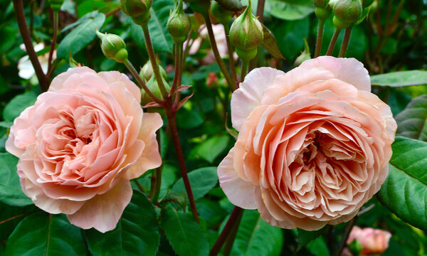 A beautiful pink rose in the garden at spring time. Leander is a shrub rose by David Austin, England.