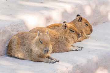 Three capybara in the park