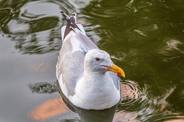 Seagull, The European herring gull, swims in the sea