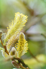 Vertical closeup on the yellow pollen of a male Crack willow shrub, Salix fragilis