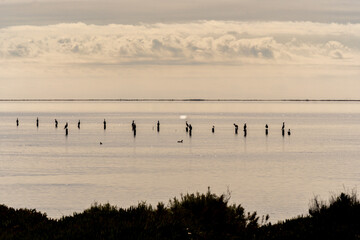 Cormorants and ducks backlit by the evening sunlight perched on wooden posts for mussel farming in the calm waters of the Ebro Delta with Trabucador beach in the background.