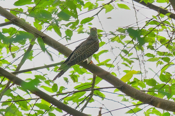 Eurasian Cuckoo