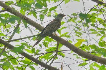 Fototapeta premium Eurasian Cuckoo
