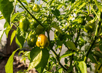 photo of autumn bounty from backyard garden