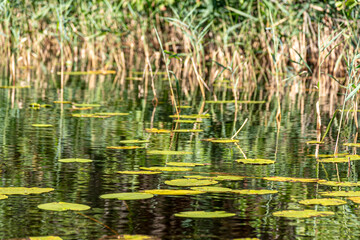beautiful summer landscape with lake shore, wild plants and trees