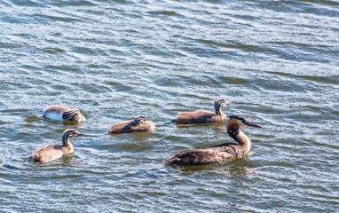 The waterfowl bird, great crested grebe with chick, swimming in the lake.