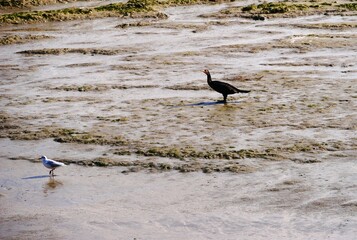 Grand cormoran et mouette rieuse en tenue hivernale en baie de Somme Hauts de France, France, europe