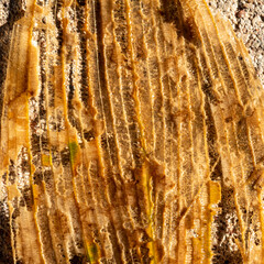 abstract close-up view of leaf texture, water plant in backlight, abstract structure