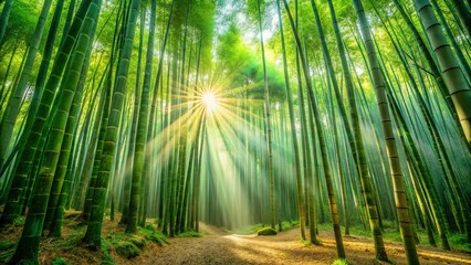 Fototapeta premium Golden Rays Illuminating a Pathway Through a Verdant Bamboo Grove