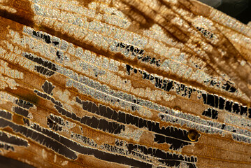 abstract close-up view of leaf texture, water plant in backlight, abstract structure