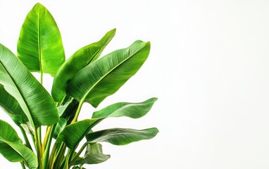 Obraz premium A potted banana plant with vibrant green leaves, showcased against a pure white background to highlight its tropical appeal