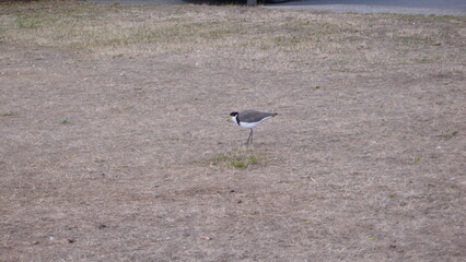 grey heron on the ground