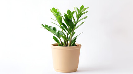 Zamioculcas zamiifolia in pot, Ornamental plants, home decoration plants Isolated on White Background