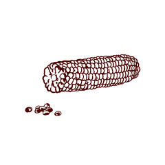 Corn peeled, grains. Autumn food set. Vector illustration in graphic style. For restaurant menu, cafes, banners, posters, Thanksgiving.