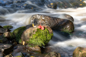 fast river between stones, stream of water passes the stone, ecology in the river, beautiful natural environment as background, blurred stream of water