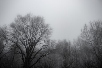 Bäume die in Nebel gehüllt sind - Norddeutschland