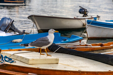 Obraz premium A white tern resting on a boat, a seagull hunting for food scraps....