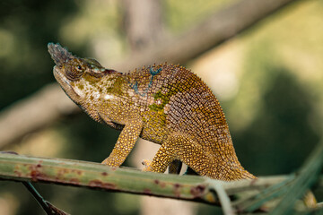 A chameleon in the wild at Usambara Mountains, in Tanzania