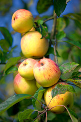 Obraz premium Apple, nature and tree with organic produce growing outdoor on farm for agriculture or sustainability. Background, orchard and plant with green fruit in environment for health, nutrition or wellness
