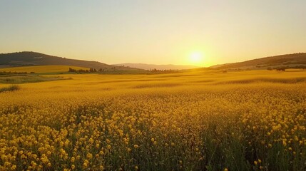 Obraz premium Vibrant yellow fields under a clear sky showcasing nature s beauty and agricultural landscapes