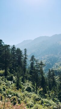 4K vertical shot of pine trees and mountains during summer season as seen from Chehni Kothi in Banjar Valley, Himachal Pradesh, India. Nature background. Vertical shot of mountains. Travel and holiday