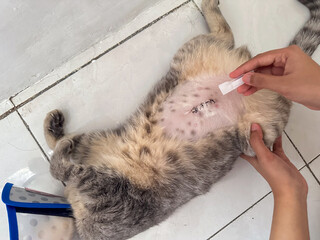 Female cat has just undergone sterilization or spaying surgery