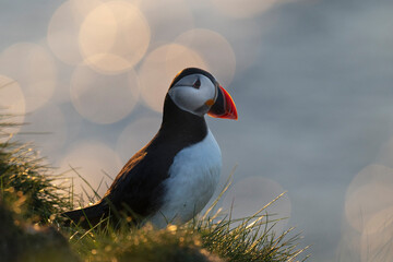 Atlantic Puffin at Caslte O'Burrian, Westray, Orkney Islands, Scotland