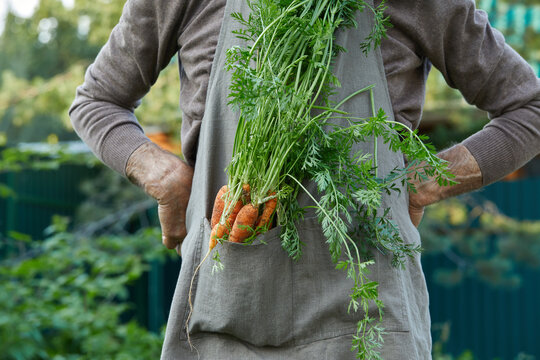 An elderly male farmer in a work apron is proud of his carrot harvest