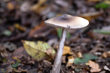 Closeup of mushroom in the forest