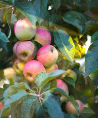 Apple, background and tree with organic produce growing outdoor on farm for agriculture or sustainability. Orchard, nature and plant with green fruit in environment for health, nutrition or wellness