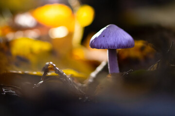 Closeup of mushroom in the forest