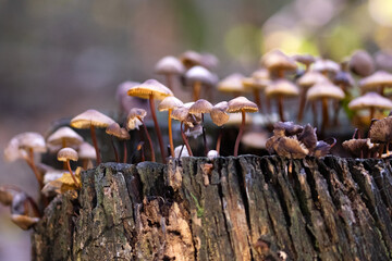 Small mushrooms in the forest on tree trunk