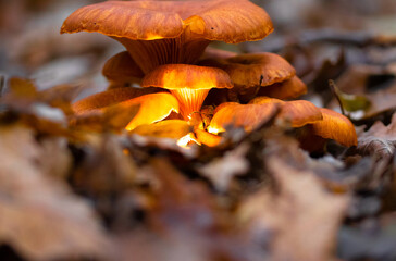 Luminous funnel mushroom Omphalotus olearius growing in groups on or around the base of tree trunks, stumps
