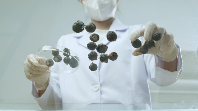 The researcher picked up each soapberry lying around on a transparent glass surface and put it on a petri dish. Video template perfect for modern scientific experiment.