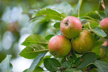 Apple, orchard and tree with fresh produce growing outdoor on farm for agriculture or sustainability. Background, nature and plant with organic fruit in environment for health, nutrition or wellness
