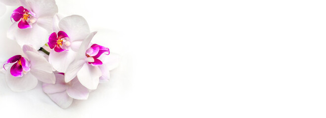 Fototapeta premium The branch of white orchids on white fabric background