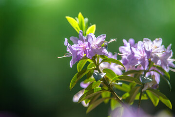 Purple rhododendron blooms in the Botanical garden
